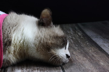 Fatty cat deep sleeping on the wooden background. Sweet dream in Thai cat concept. 