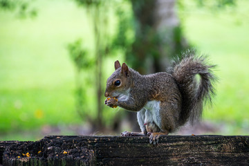 squirrel in the park