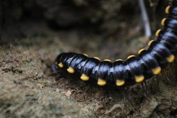 caterpillar on a black background