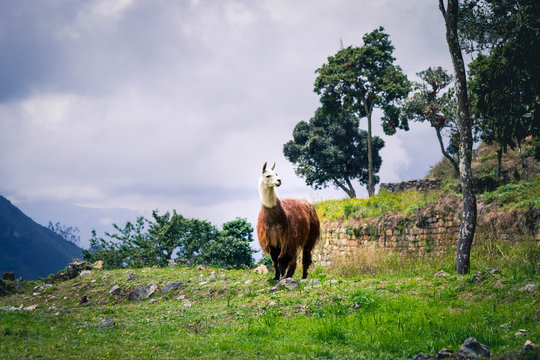 Culture, landscape, beautiful views, ancestral, department of Amazonas, Chachapoyas, kuelap, Gocta, Peru
