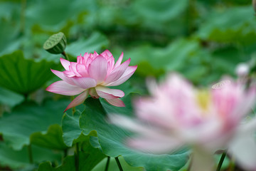 pink lotus flower