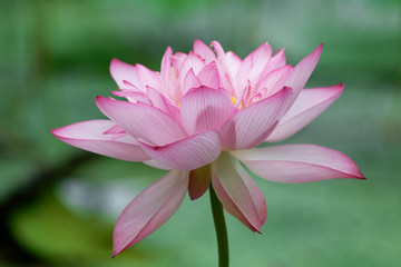 pink lotus flower