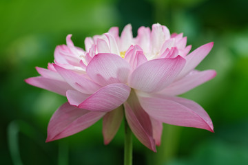pink lotus flower