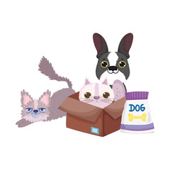 pet shop, little cats and dog with box and food pack animal domestic cartoon