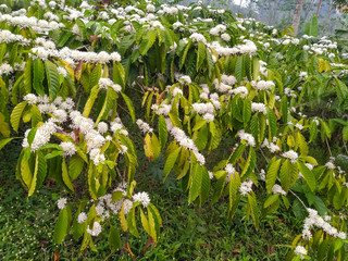 Obraz premium white flowers in the garden