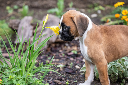 8 weeks young purebred golden puppy german boxer dog smelling flowers in nature