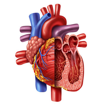 Anatomy Of Heart