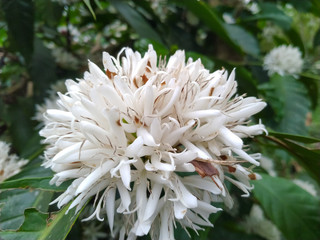 cloe up. white robusta coffee flower
