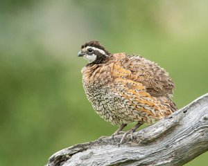 Bobwhite Quail