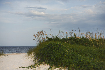 grass on the beach