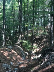 path in the forest