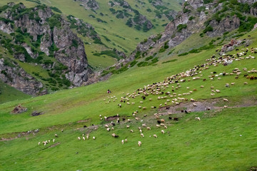 Fototapeta na wymiar Bunch of grazing lambs in mountains. Rural scenery. Summer nature landscape.