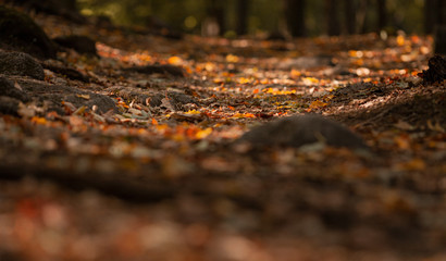 Forest autumn fall Canada