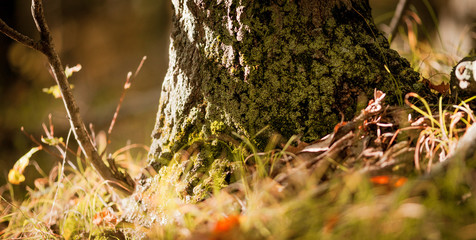 Forest autumn fall Canada