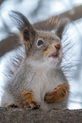 Portrait of a squirrel in winter or autumn.