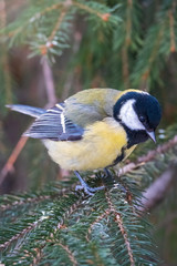 Cute bird Great tit, songbird sitting on the nice branch with beautiful autumn background