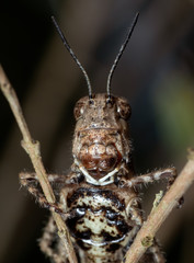 Macro Photo of Brown Grasshopper Camouflage on Twig