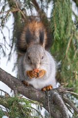 The squirrel with nut sits on a fir branches in the winter or autumn.