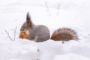 The squirrel sits on white snow with nut in winter.