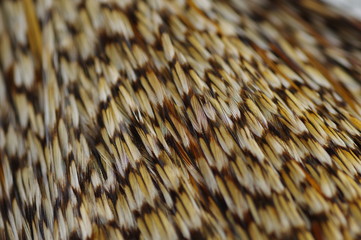 フライタイイング用ハックルケープ（クリー）