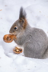 The squirrel sits on white snow with nut in winter.