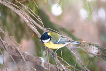 Cute bird Great tit, songbird sitting on the nice branch with beautiful autumn background