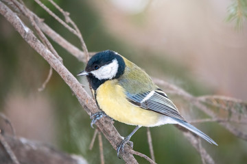 Cute bird Great tit, songbird sitting on the nice branch with beautiful autumn background