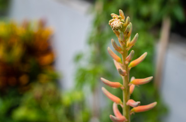 Aloe Vera flower buds blooming.