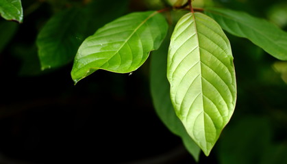 Fototapeta na wymiar Leaf of mitragyna speciosa korth (kratom) in the farm on the dark background