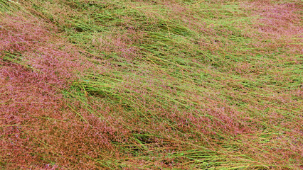field of colorful wet grass 