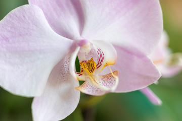 Fototapeta na wymiar lilac flower of the Phalaenopsis Orchid close-up on a green background. selective focus. Macro.