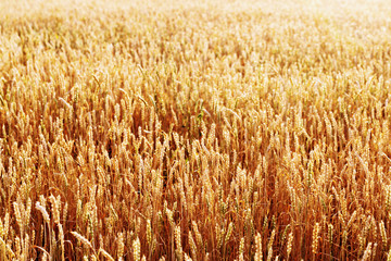 Field of wheat at autumn. Rural landscape. Ripe wheat on field.