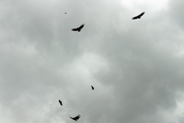 birds in flight