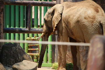 動物園のアフリカゾウ