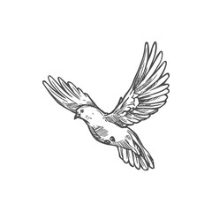 Dove bird, Easter and peace symbol. Vector white dove or pigeon sketch monochrome