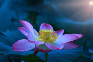 The blooming of pink lotus in Astrakhan region, river, summer. Russia wild nature