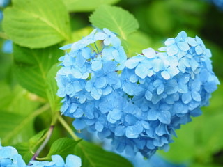 ハートの形の紫陽花