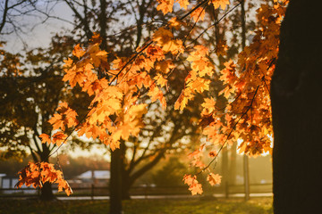 autumn tree in the park