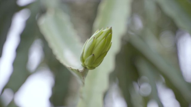 fertilized flower buds that will process into dragon fruit