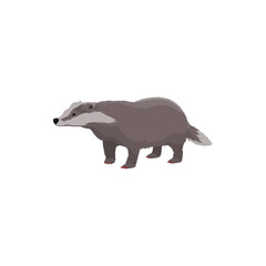 European badger isolated wildlife animal. Vector short-legged omnivore, forest cartoon character