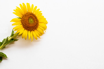 yellow flowers sunflower with leaf arrangement flat lay postcard style on background white wooden