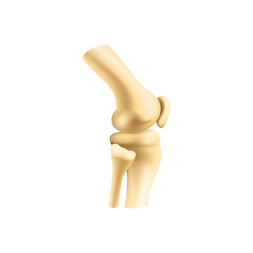 Human bones joint vector. Isolated knee or elbow bones, orthopedics and arthritis