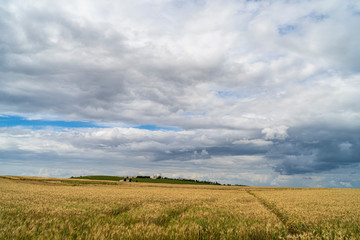 Campo y refineria de trigo en Jerez de la Frontera