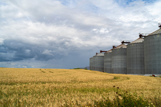 Campo y refineria de trigo en Jerez de la Frontera