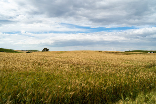 Campo y refineria de trigo en Jerez de la Frontera