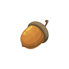 Oak acorn isolated realistic nut. Vector autumn harvest, oak tree seed © Vector Tradition