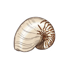 Obraz premium Atlantic Natica collaria isolated collared moon snail sketch. Vector marine gastropod mollusk