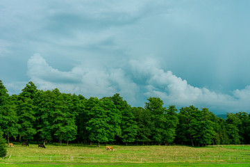 stormy sky above a pasture and a forest
