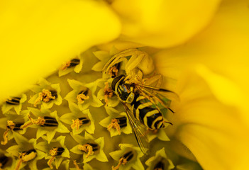 Yellow crab spider (Misumena vatia) eating a hoverfly inside a sunflower