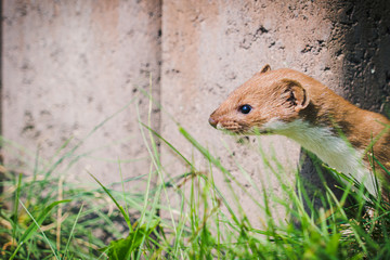Closeup of the least weasel (Mustela nivalis), little weasel, common weasel